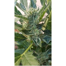 Banana Zkittlez Auto Feminised Seeds Banana Zkittlez Auto Feminised Seeds