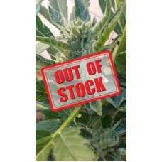 Banana Zkittlez Auto Feminised Seeds Banana Zkittlez Auto Feminised Seeds