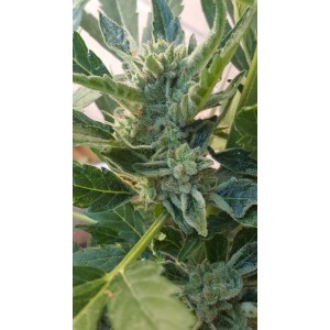 Banana Zkittlez Auto Feminised Seeds Banana Zkittlez Auto Feminised Seeds