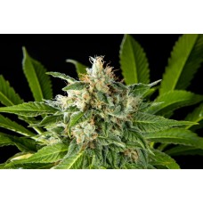 Da Critical Feminised Seeds Da Critical Feminised Seeds