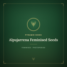 Alpujarrena Feminised Seeds Alpujarrena Feminised Seeds