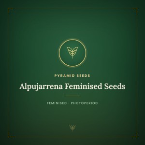 Alpujarrena Feminised Seeds