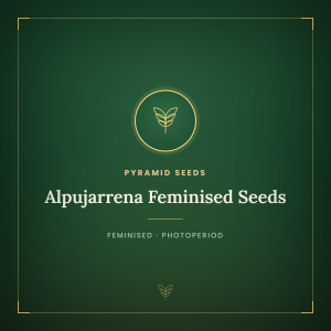 Alpujarrena Feminised Seeds Alpujarrena Feminised Seeds