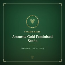 Amnesia Gold Feminised Seeds Amnesia Gold Feminised Seeds