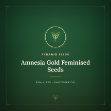 Amnesia Gold Feminised Seeds Amnesia Gold Feminised Seeds