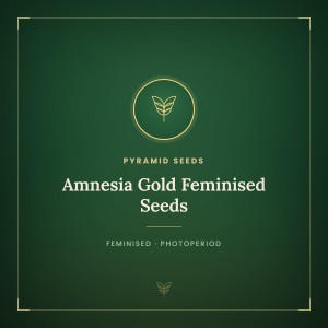 Amnesia Gold Feminised Seeds