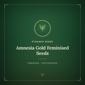 Amnesia Gold Feminised Seeds Amnesia Gold Feminised Seeds