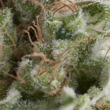 American Pie Auto Feminised Seeds American Pie Auto Feminised Seeds
