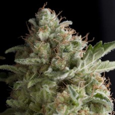 American Pie Feminised Seeds American Pie Feminised Seeds