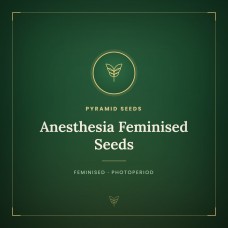 Anesthesia Feminised Seeds