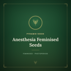 Anesthesia Feminised Seeds Anesthesia Feminised Seeds
