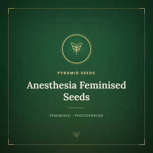Anesthesia Feminised Seeds Anesthesia Feminised Seeds