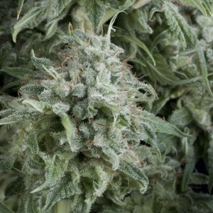 Anubis Auto Feminised Seeds Anubis Auto Feminised Seeds