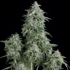 Anubis Feminised Seeds Anubis Feminised Seeds