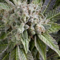 Blue Pyramid Auto Feminised Seeds Blue Pyramid Auto Feminised Seeds