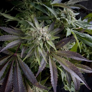 Blue Pyramid Feminised Seeds Blue Pyramid Feminised Seeds