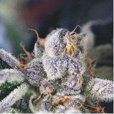 Cookies USA Feminised Seeds Cookies USA Feminised Seeds