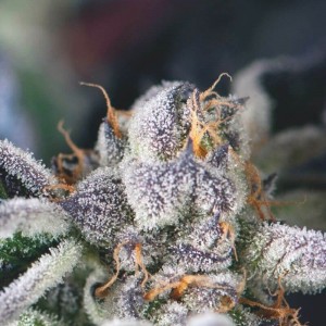 Cookies USA Feminised Seeds Cookies USA Feminised Seeds