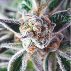 Do Si Dos Feminised Seeds Do Si Dos Feminised Seeds