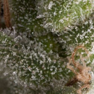 Fresh Candy Auto Feminised Seeds Fresh Candy Auto Feminised Seeds