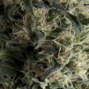 Galaxy Auto Feminised Seeds Galaxy Auto Feminised Seeds