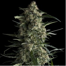 Galaxy CBD Feminised Seeds Galaxy CBD Feminised Seeds