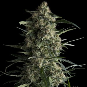 Galaxy CBD Feminised Seeds Galaxy CBD Feminised Seeds