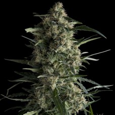 Galaxy Feminised Seeds Galaxy Feminised Seeds