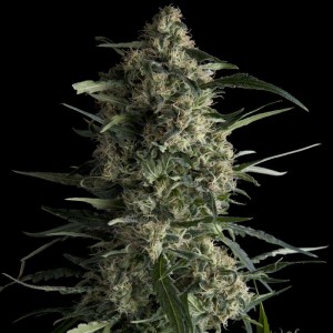 Galaxy Feminised Seeds Galaxy Feminised Seeds