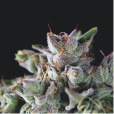 Gorilla Feminised Seeds Gorilla Feminised Seeds