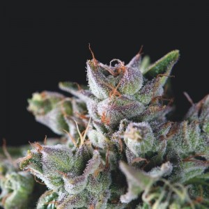 Gorilla Feminised Seeds Gorilla Feminised Seeds