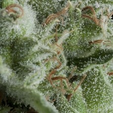 Kryptonite Auto Feminised Seeds Kryptonite Auto Feminised Seeds