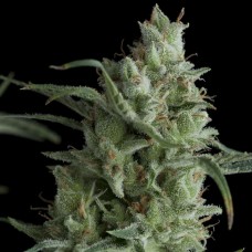Kryptonite Feminised Seeds Kryptonite Feminised Seeds