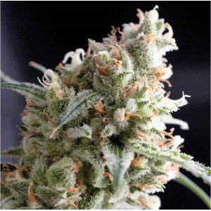Kukulkan Feminised Seeds Kukulkan Feminised Seeds