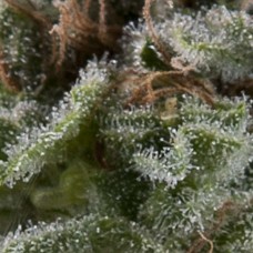 Lennon Auto Feminised Seeds Lennon Auto Feminised Seeds