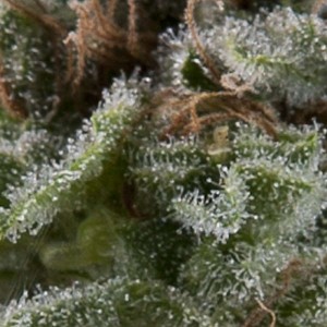 Lennon Auto Feminised Seeds Lennon Auto Feminised Seeds