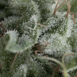 Nefertiti Auto Feminised Seeds Nefertiti Auto Feminised Seeds