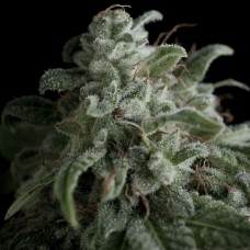 Nefertiti Feminised Seeds Nefertiti Feminised Seeds