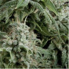 Northern Lights CBD Auto Feminised Seeds Northern Lights CBD Auto Feminised Seeds
