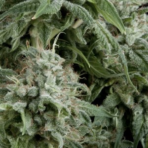 Northern Lights CBD Auto Feminised Seeds Northern Lights CBD Auto Feminised Seeds