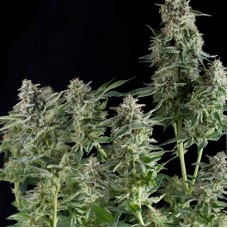 Northern Lights CBD Feminised Seeds Northern Lights CBD Feminised Seeds