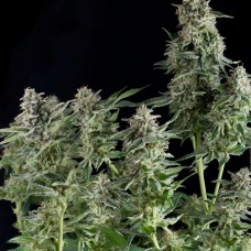 Northern Lights Feminised Seeds Northern Lights Feminised Seeds
