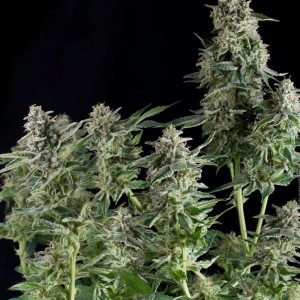Northern Lights Feminised Seeds Northern Lights Feminised Seeds