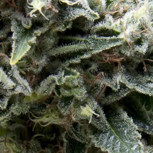 New York City Auto Feminised Seeds New York City Auto Feminised Seeds