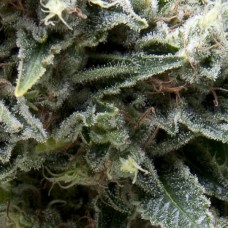 New York City CBD Auto Feminised Seeds New York City CBD Auto Feminised Seeds
