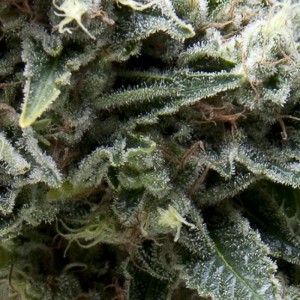 New York City CBD Auto Feminised Seeds New York City CBD Auto Feminised Seeds