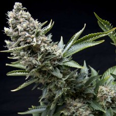 New York City Feminised Seeds New York City Feminised Seeds