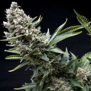 New York City Feminised Seeds New York City Feminised Seeds