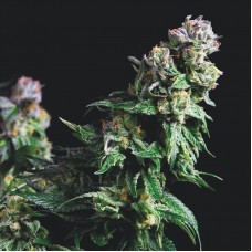 Purple Urkle Feminised Seeds Purple Urkle Feminised Seeds