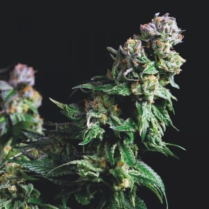 Purple Urkle Feminised Seeds Purple Urkle Feminised Seeds